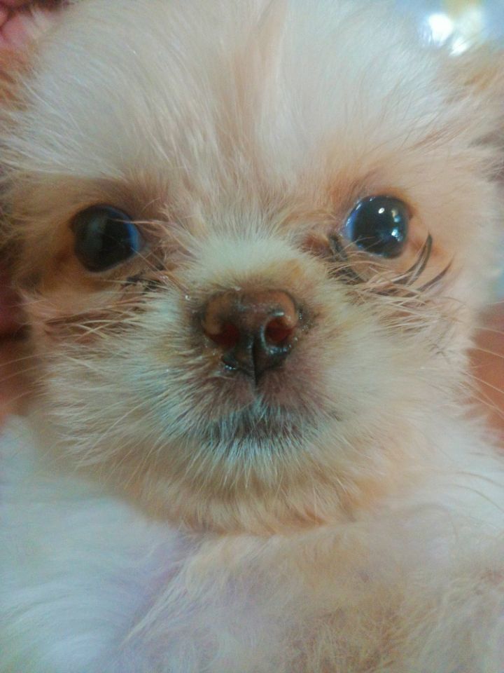 goodnovel comment avatar