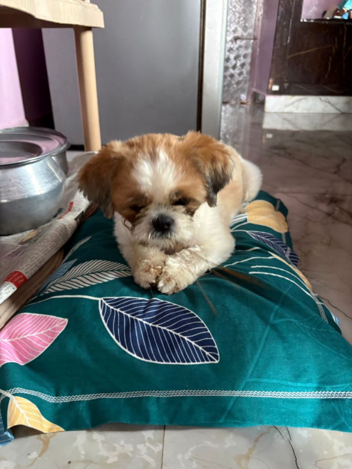 goodnovel comment avatar