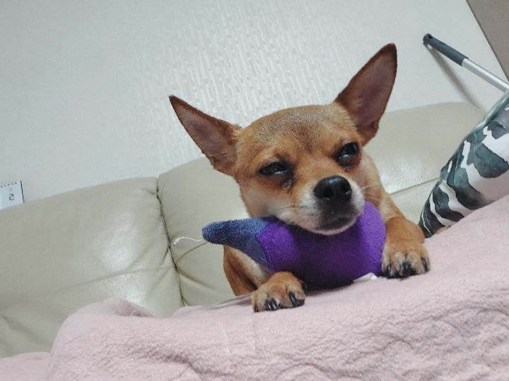 goodnovel comment avatar