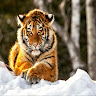 goodnovel comment avatar