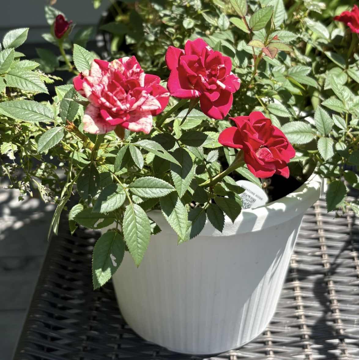 goodnovel comment avatar