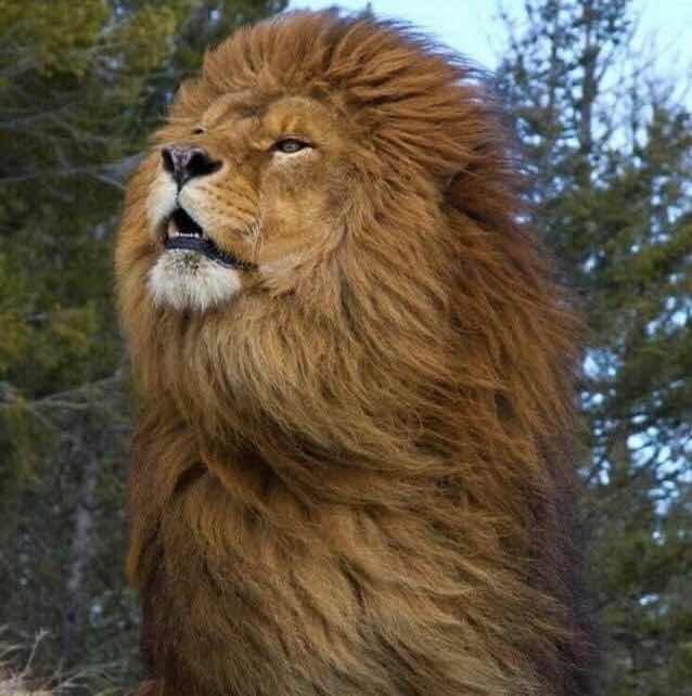 goodnovel comment avatar