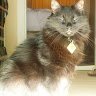 goodnovel comment avatar