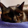 goodnovel comment avatar