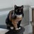 goodnovel comment avatar