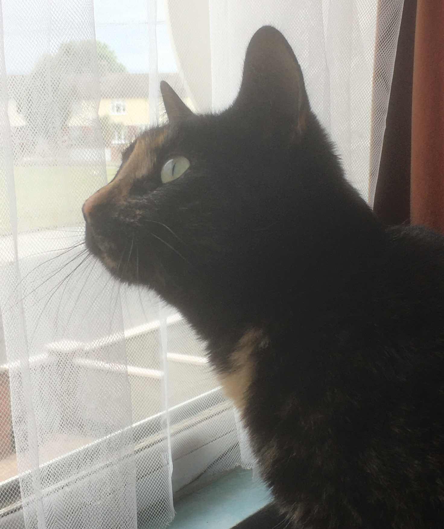 goodnovel comment avatar