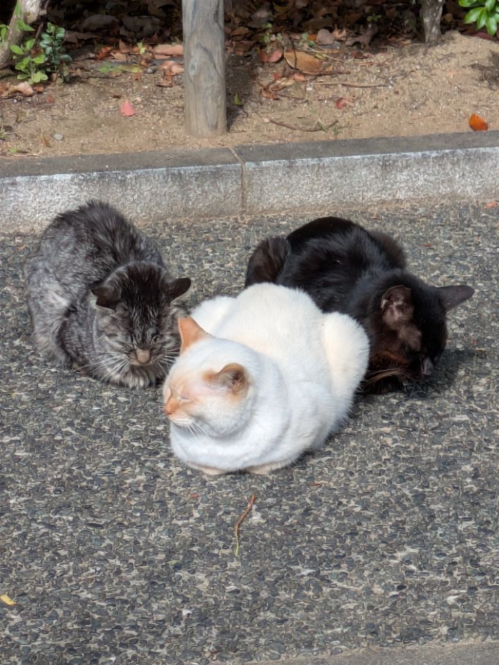 goodnovel comment avatar