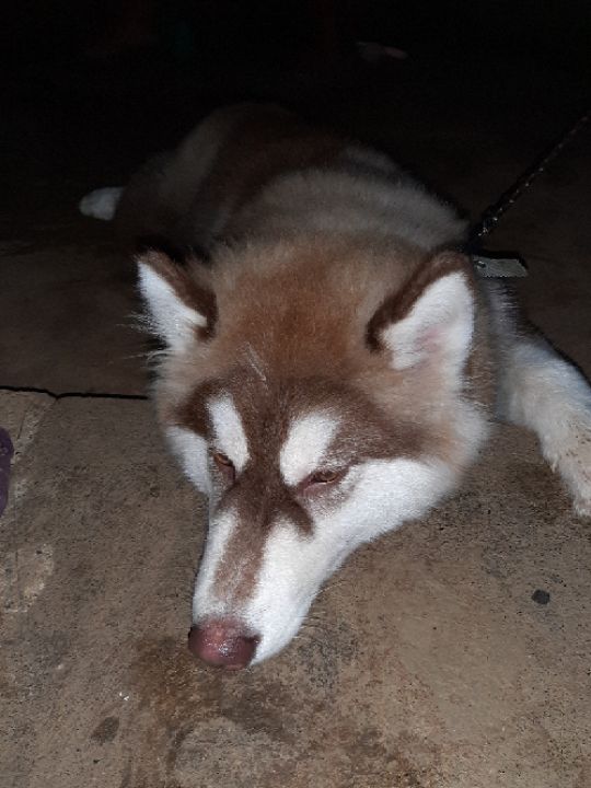 goodnovel comment avatar