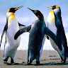 goodnovel comment avatar