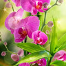 goodnovel comment avatar