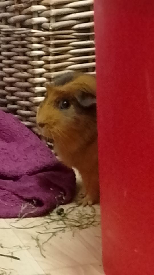 goodnovel comment avatar