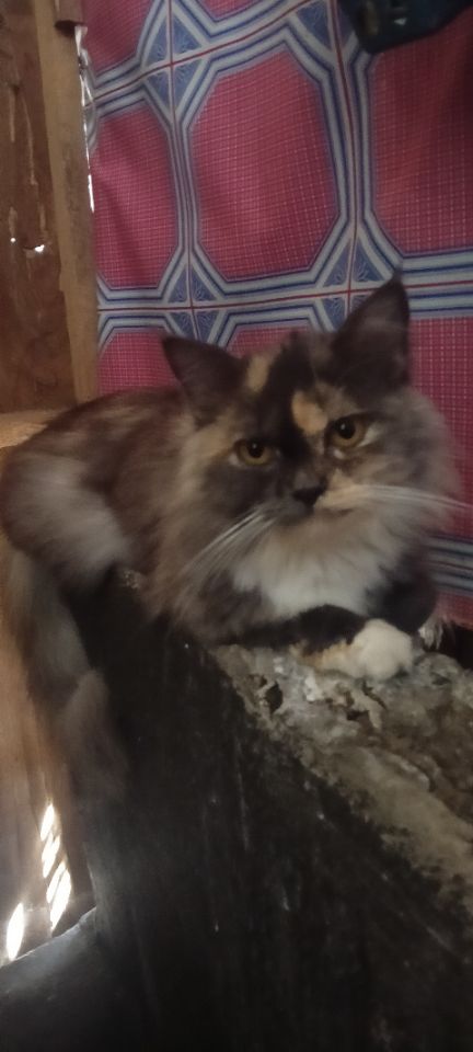 goodnovel comment avatar