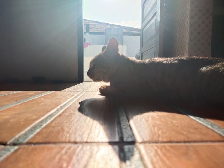 goodnovel comment avatar