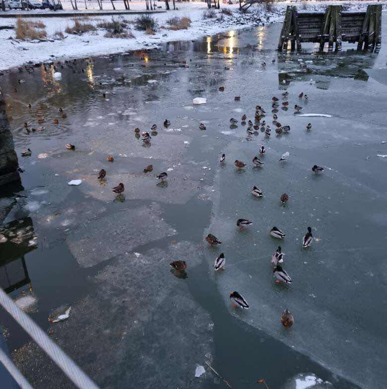 goodnovel comment avatar