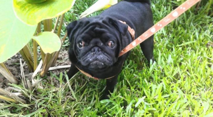 goodnovel comment avatar