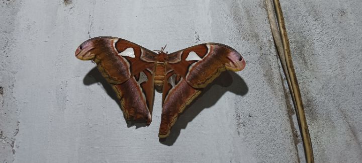 goodnovel comment avatar