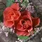 rose1311
