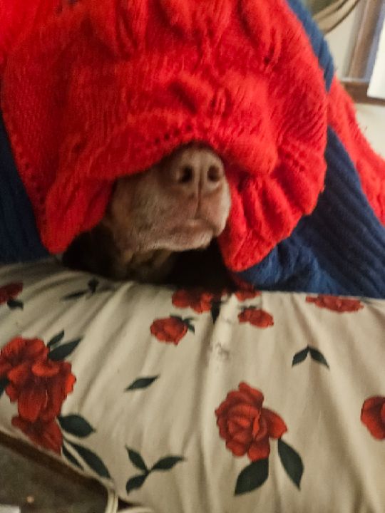 goodnovel comment avatar