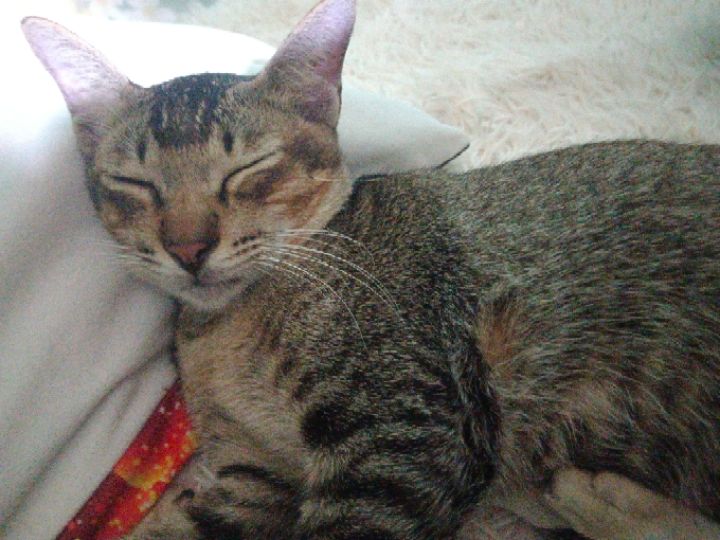 goodnovel comment avatar