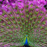 goodnovel comment avatar
