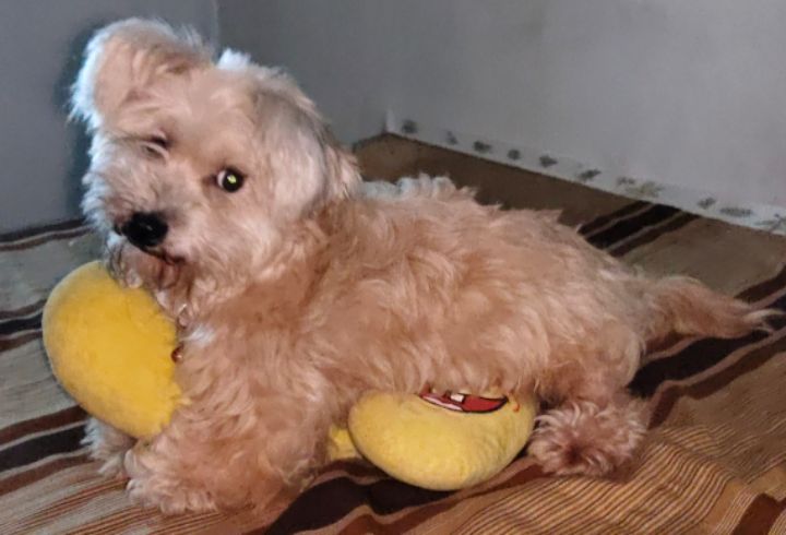 goodnovel comment avatar