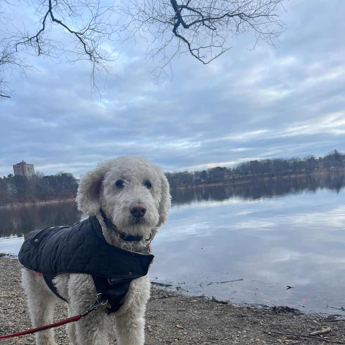 goodnovel comment avatar