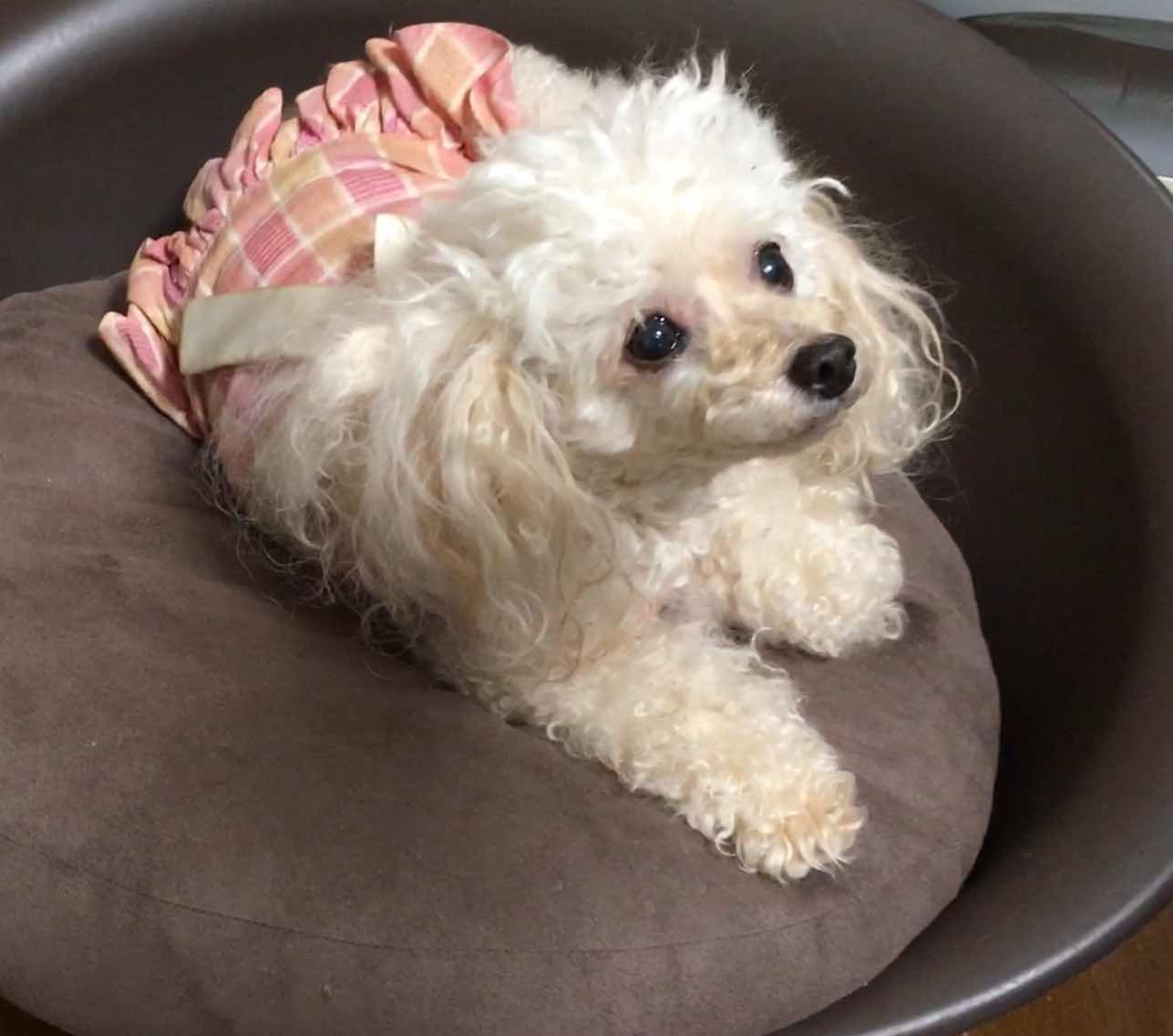 goodnovel comment avatar