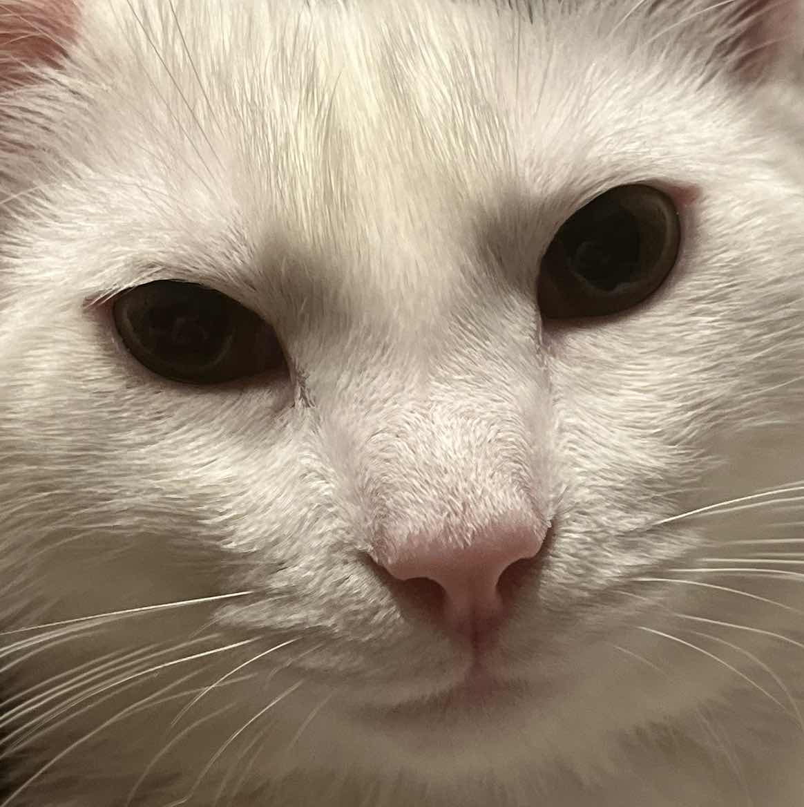 goodnovel comment avatar