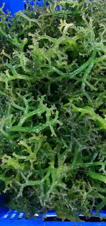 goodnovel comment avatar