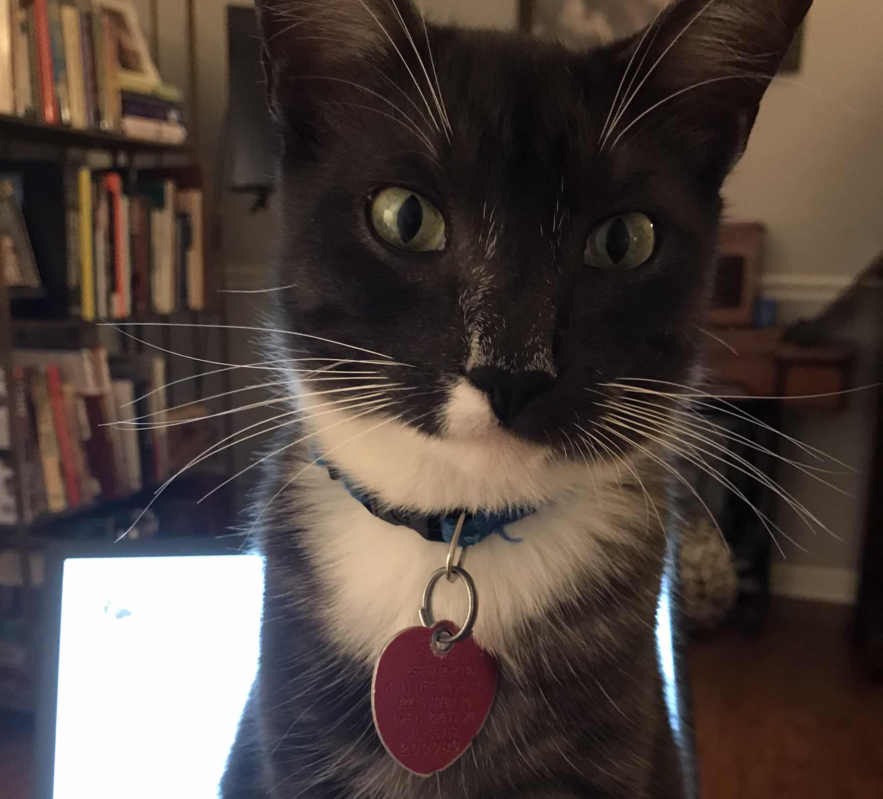 goodnovel comment avatar