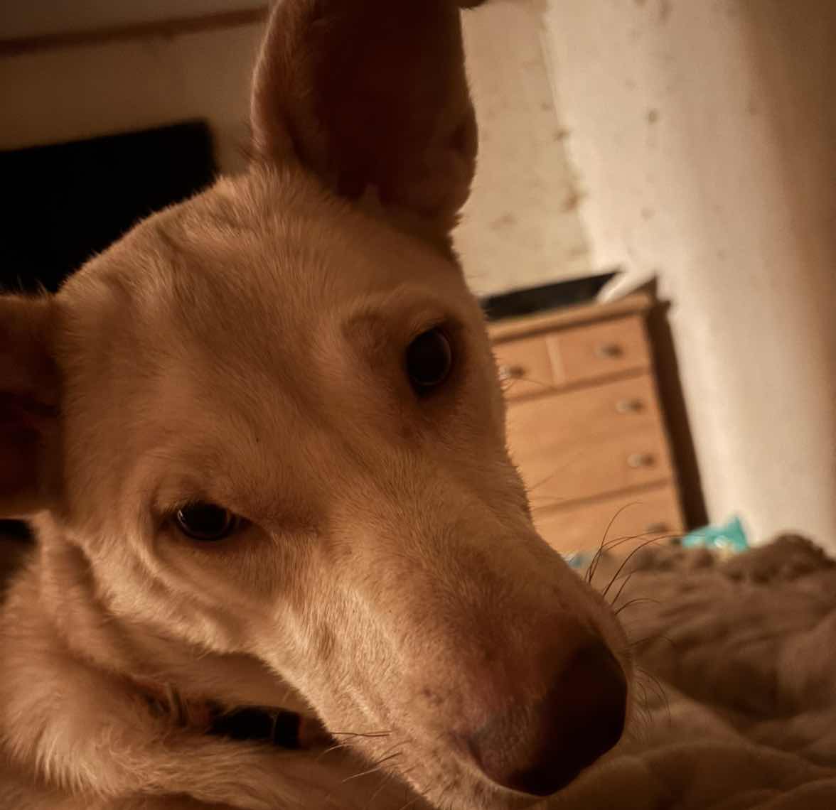 goodnovel comment avatar