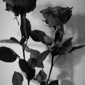 Black rose
