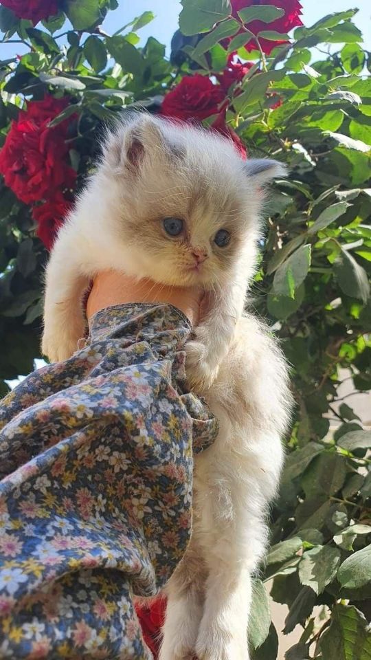 goodnovel comment avatar