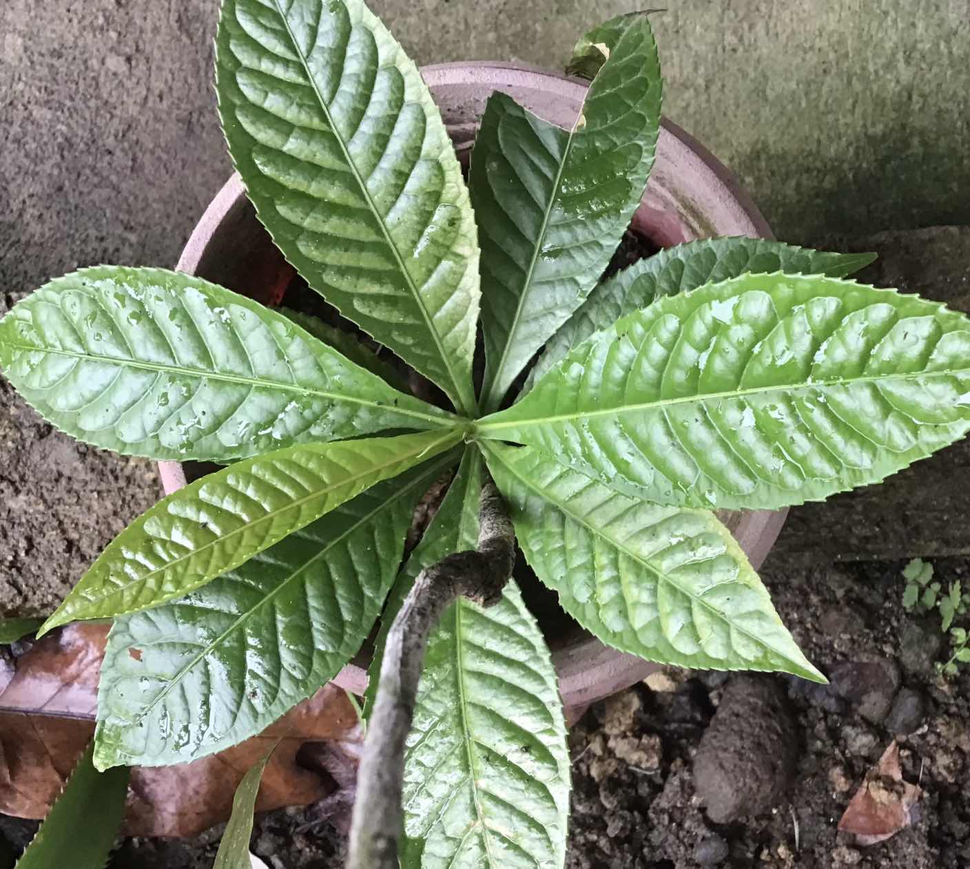 goodnovel comment avatar