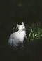 Maye Scaver 