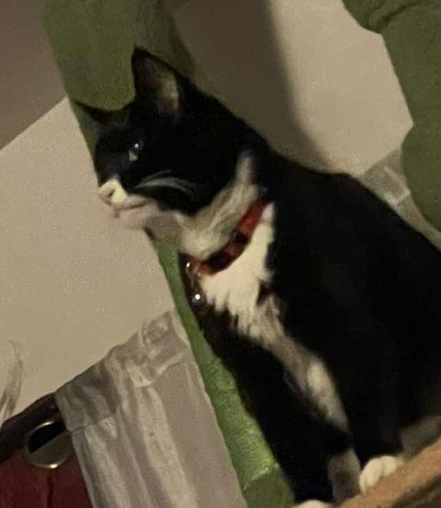 goodnovel comment avatar