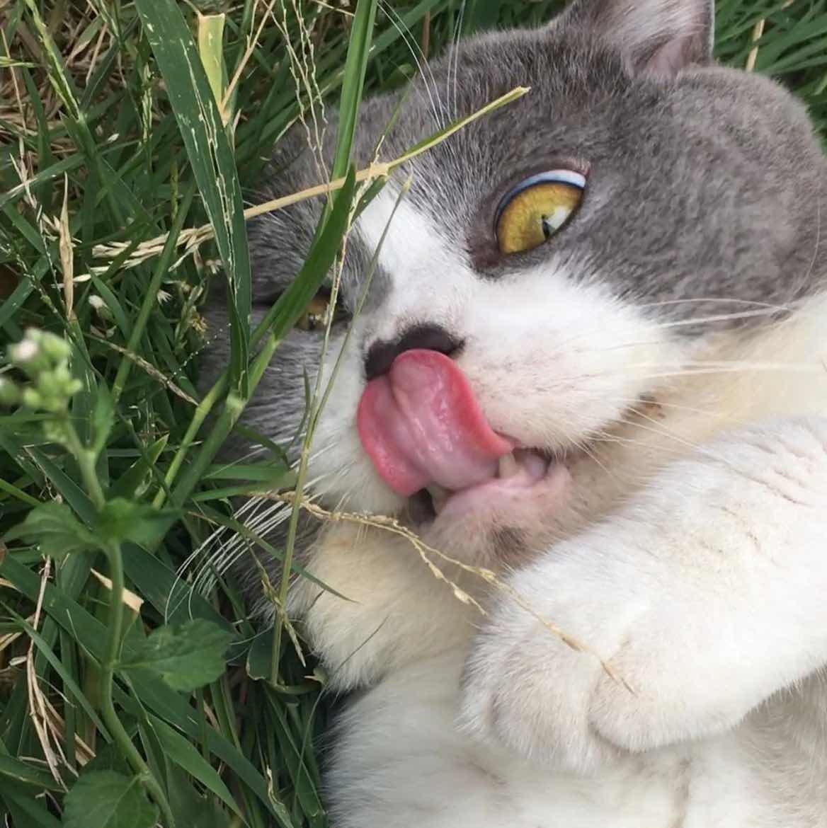 goodnovel comment avatar