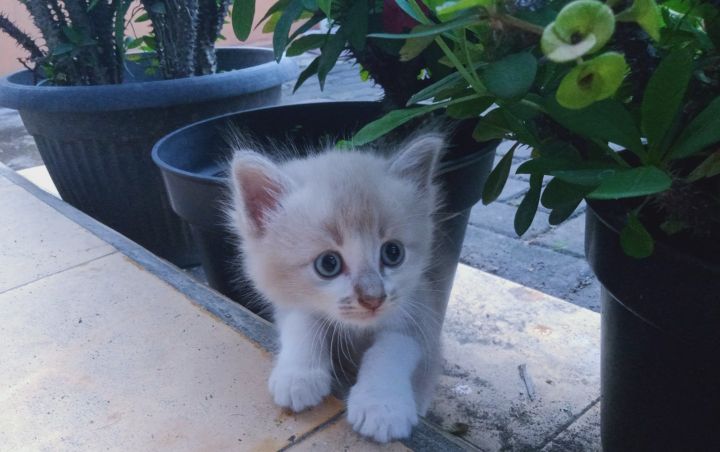 goodnovel comment avatar