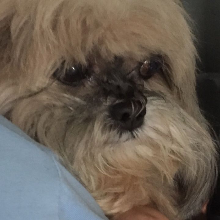 goodnovel comment avatar