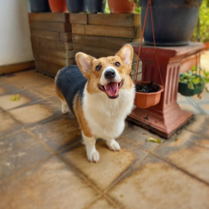 goodnovel comment avatar