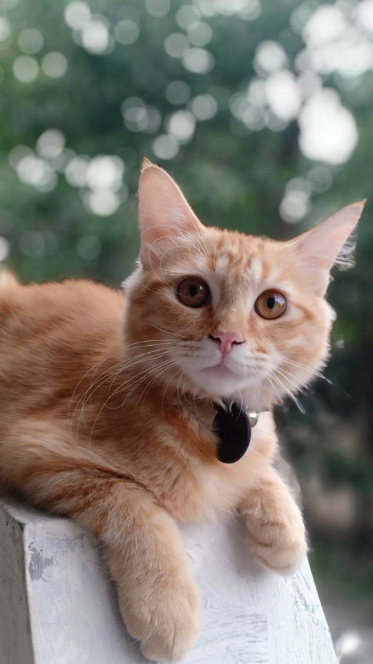 goodnovel comment avatar