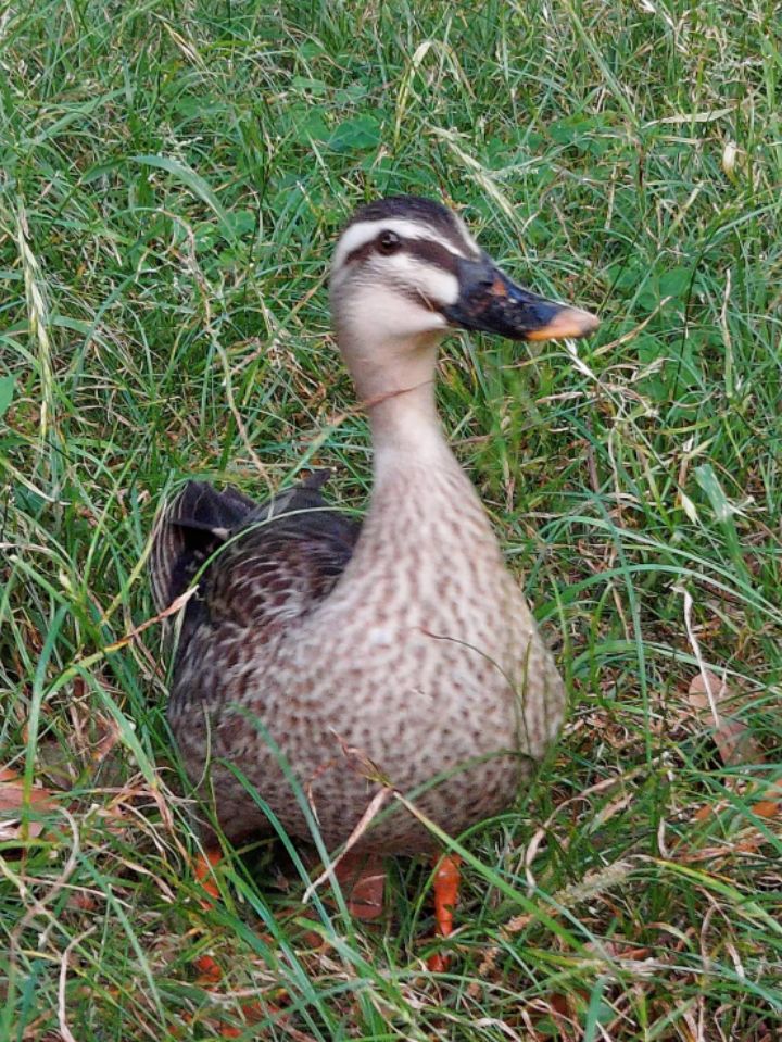 goodnovel comment avatar