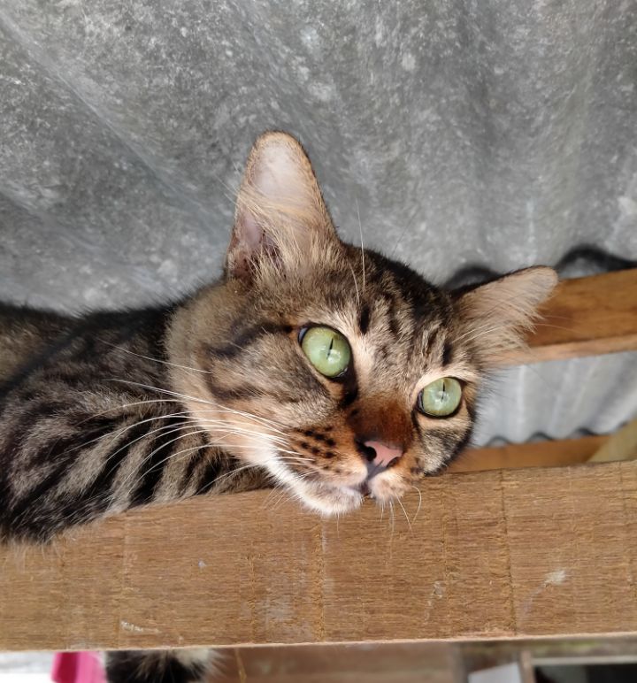 goodnovel comment avatar