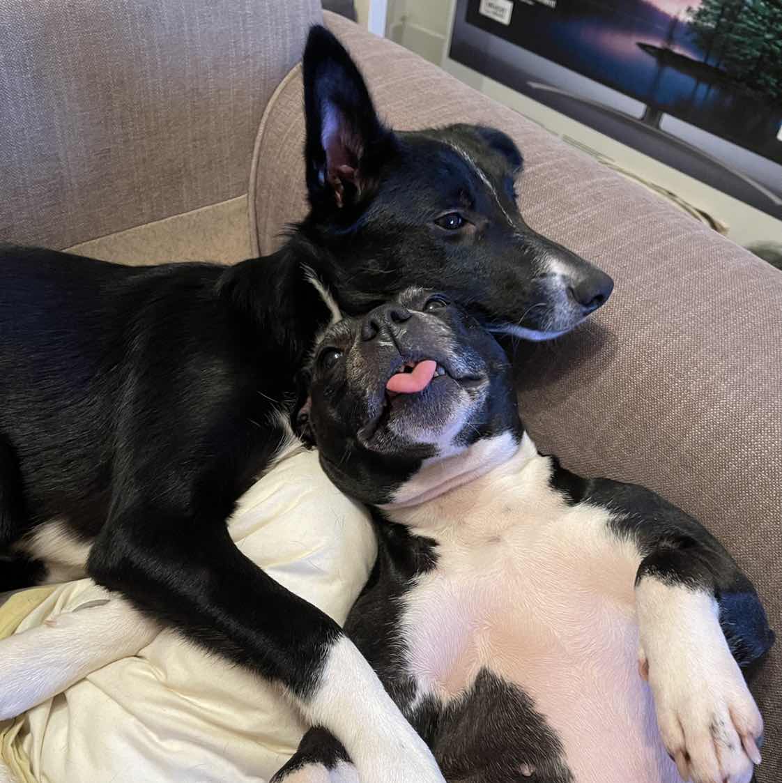 goodnovel comment avatar