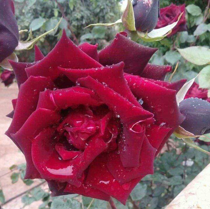 goodnovel comment avatar