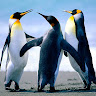goodnovel comment avatar