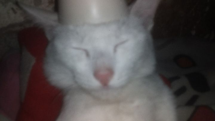 goodnovel comment avatar