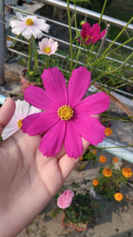 goodnovel comment avatar