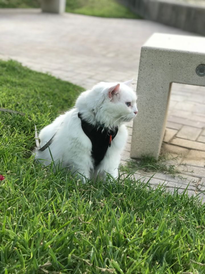 goodnovel comment avatar