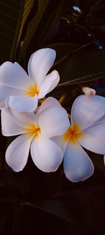 goodnovel comment avatar